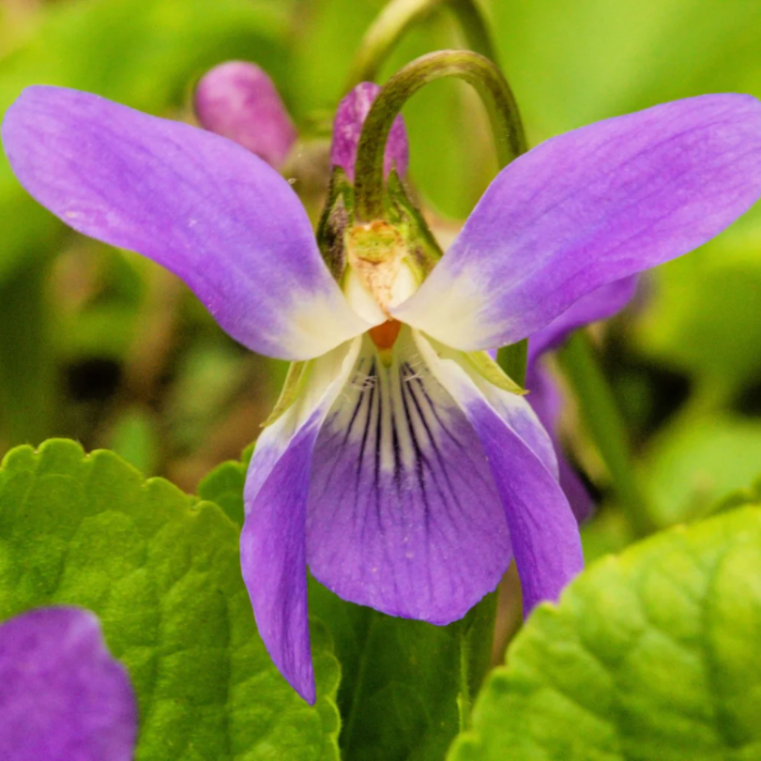 Purple Prairie Violet Seeds