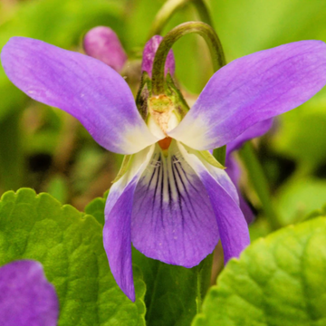 Purple Prairie Violet Seeds