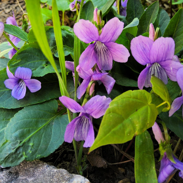 Purple Prairie Violet Seeds