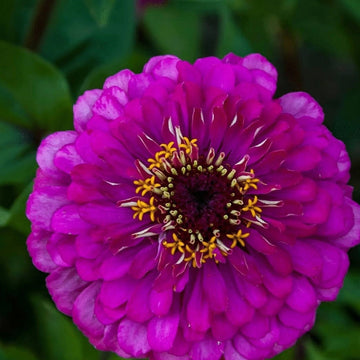 Purple Prince Zinnia Seeds