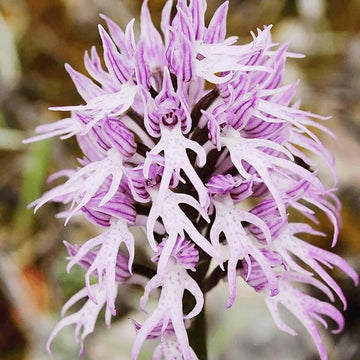 Purple Pyramid Monkey Orchid Seeds 