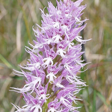 Purple Pyramid Monkey Orchid Seeds 