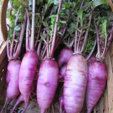 Purple Radish Seeds
