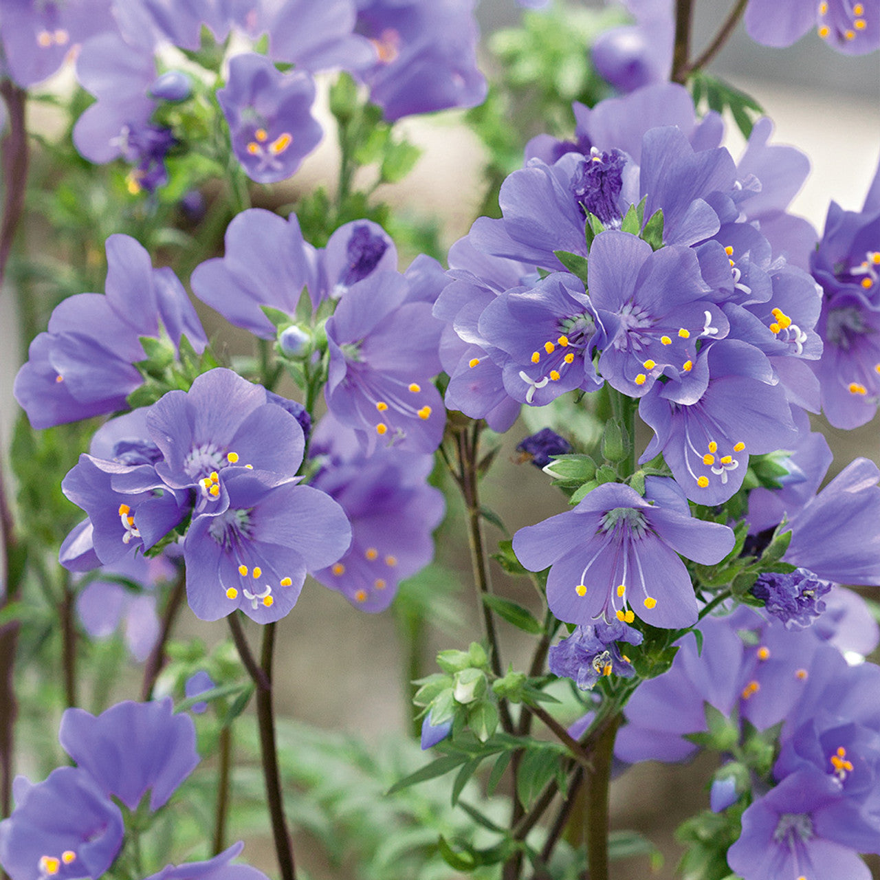 Purple Rain Jacob's Ladder Seeds