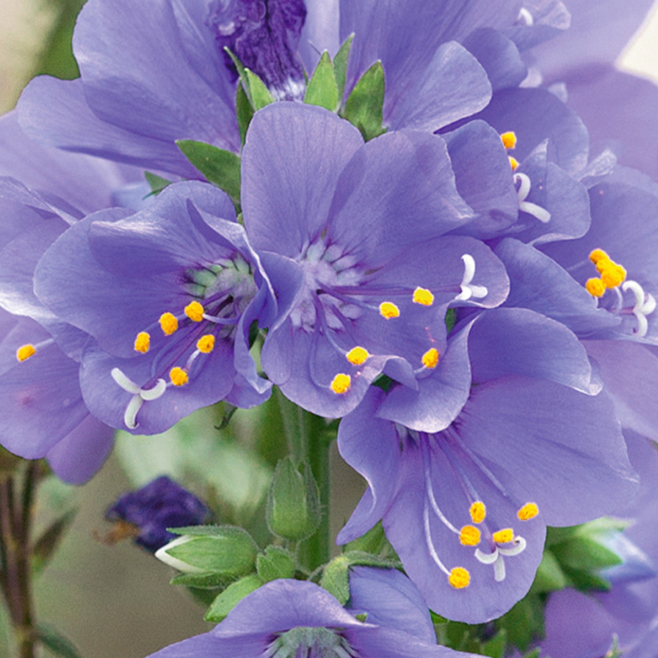 Purple Rain Jacob's Ladder Seeds