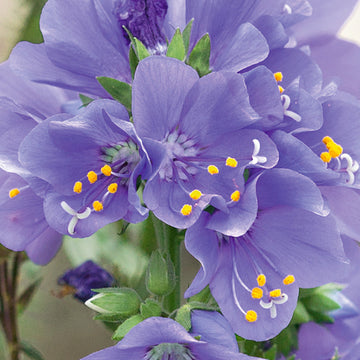 Purple Rain Jacob's Ladder Seeds