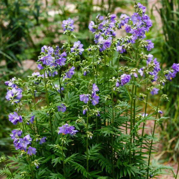 Purple Rain Jacob's Ladder Seeds