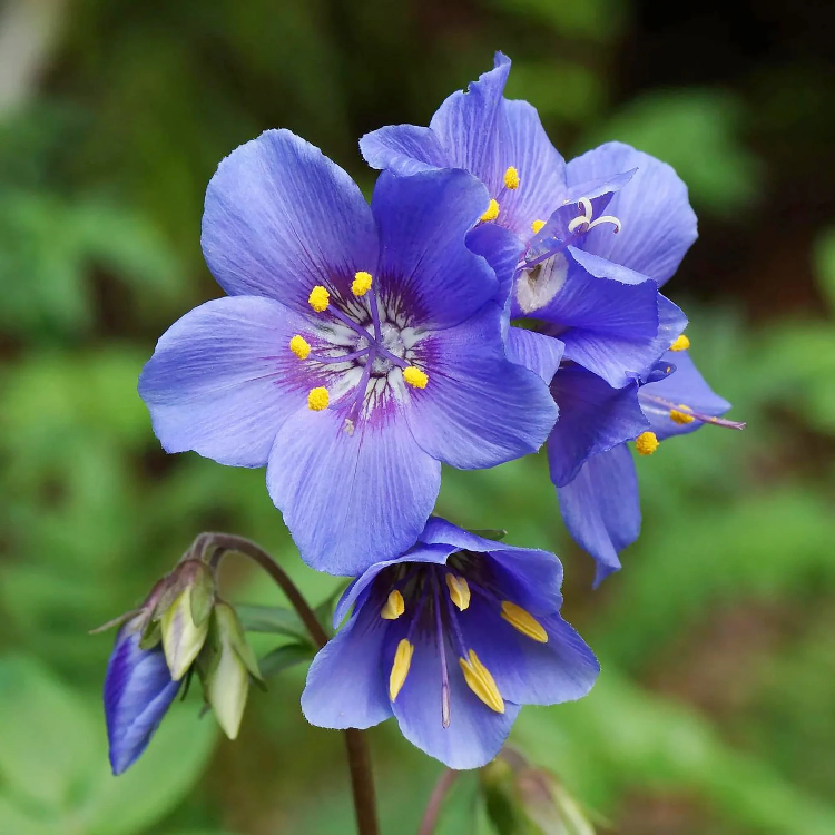 Purple Rain Jacob's Ladder Seeds
