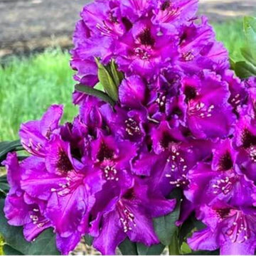 Purple Rhododendron Azalea Seeds