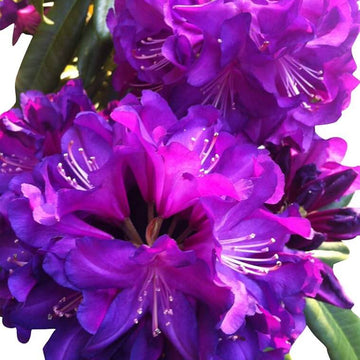 Purple Rhododendron Azalea Seeds
