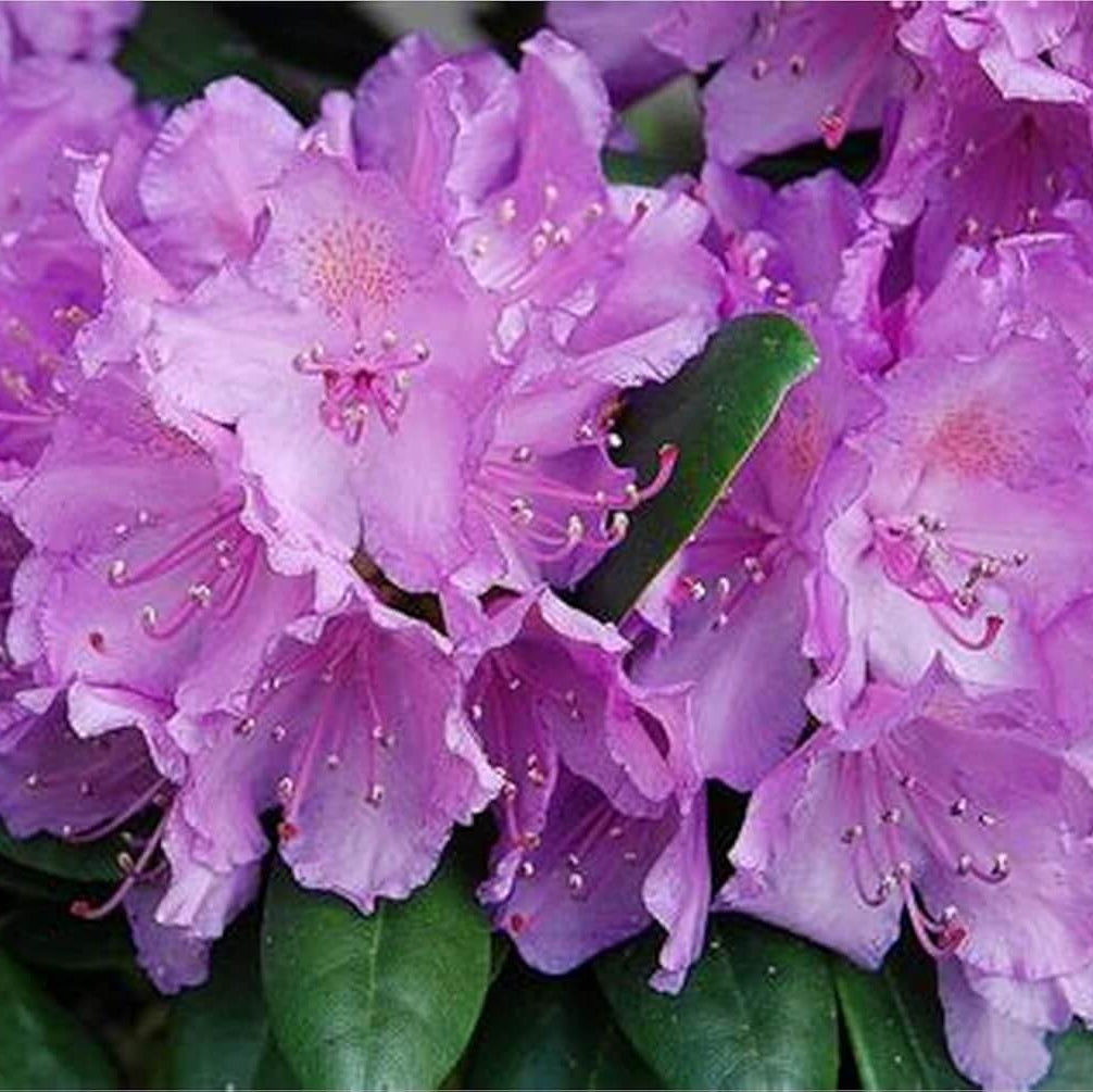 Purple Rhododendron Azalea Seeds