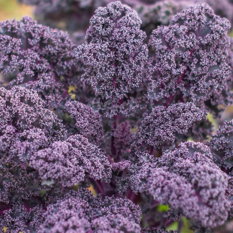 Purple Scarlet Kale Seeds 