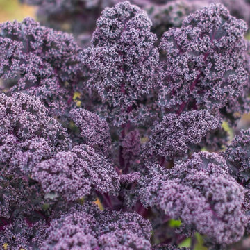 Purple Scarlet Kale Seeds 