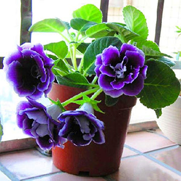 Purple Sinningia Gloxinia Seeds - Flower Plant
