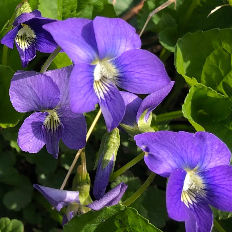 Purple Sweet Violet Seeds