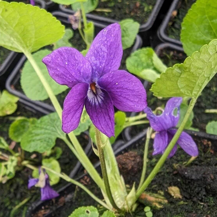 Purple Sweet Violet Seeds
