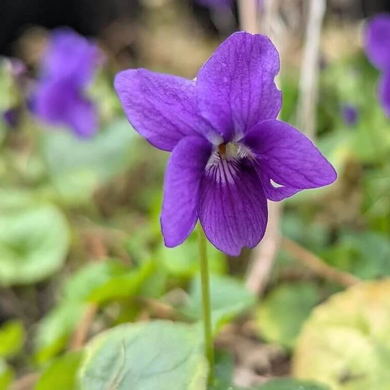 Purple Sweet Violet Seeds