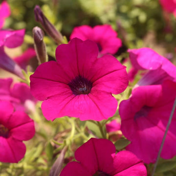 Purple Velvet Petunia Seeds