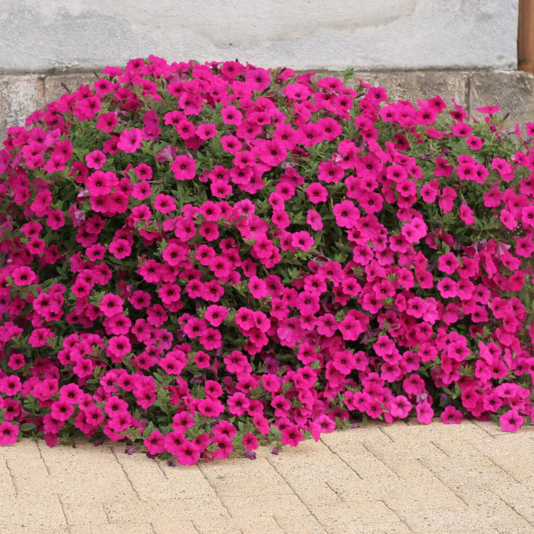 Purple Velvet Petunia Seeds