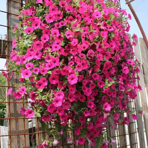 Purple Velvet Petunia Seeds