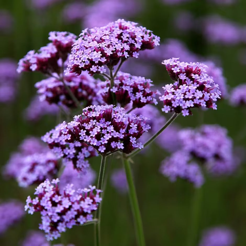Purple Vervain Seeds