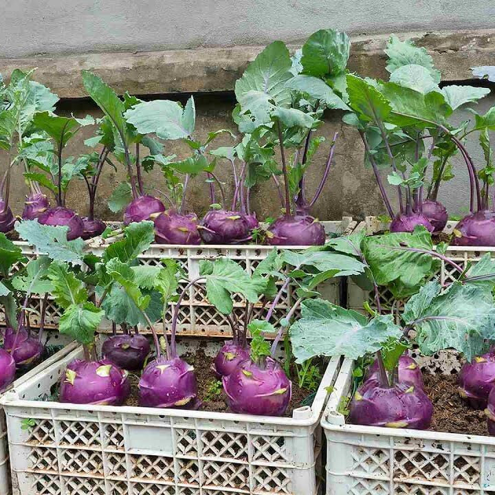 Purple Vienna Kohlrabi Seeds
