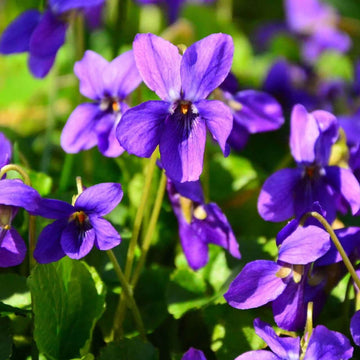 Purple Violet Seeds