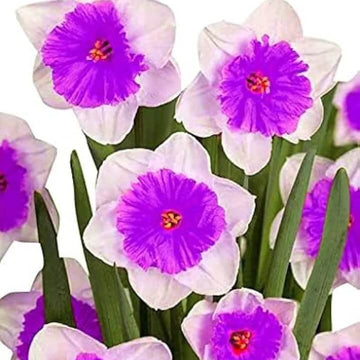 Purple & White Daffodil Seeds