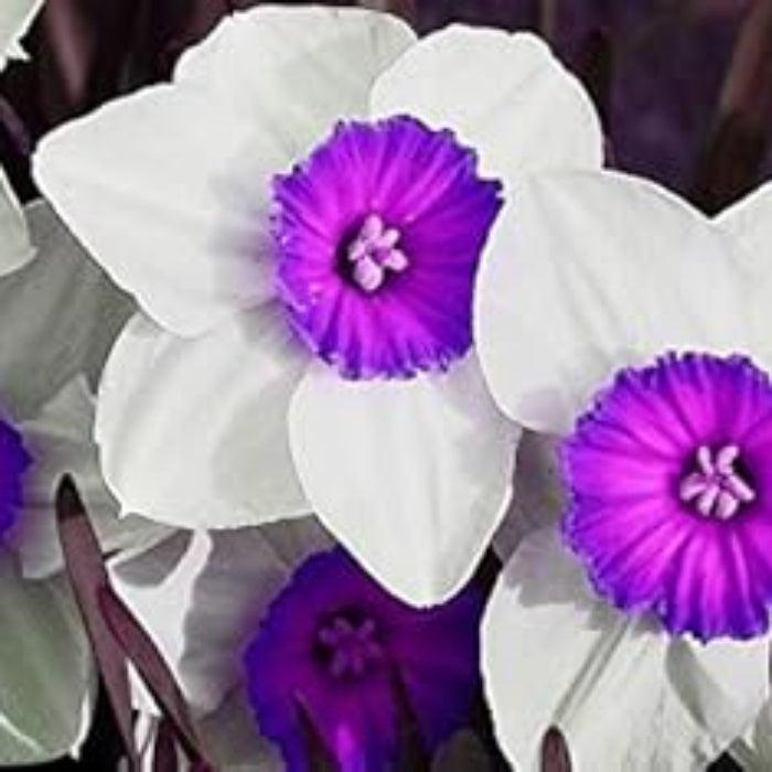 Purple & White Daffodil Seeds