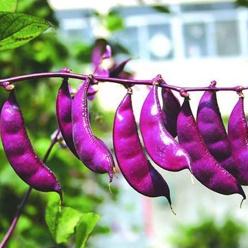 Purple & White Lima Bean Seeds 