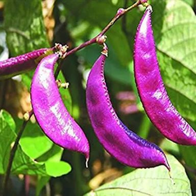 Purple & White Lima Bean Seeds 
