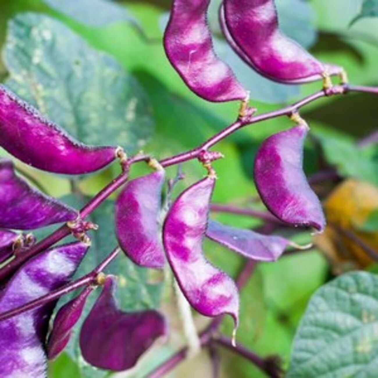 Purple & White Lima Bean Seeds 