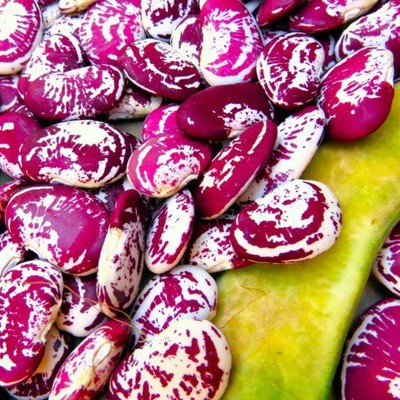 Purple & White Lima Bean Seeds 