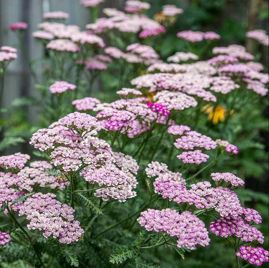 Purple Yarrow Seeds