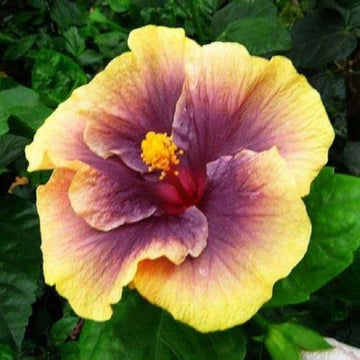 Purple Yellow Hibiscus Seeds