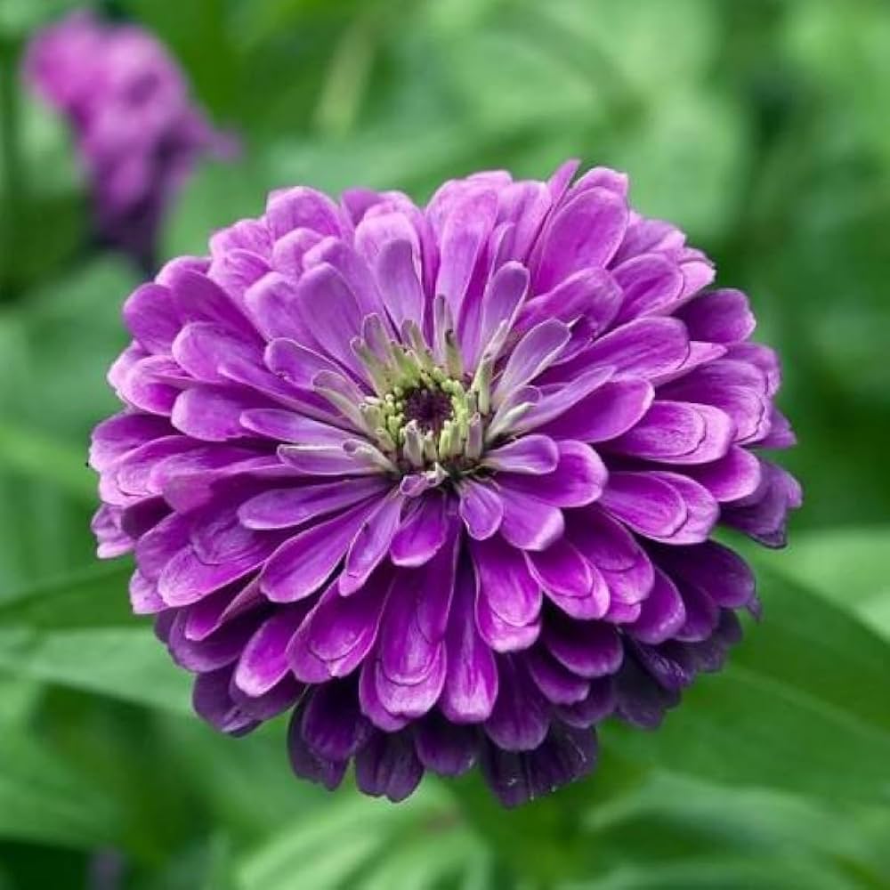 Purple Zinnia Seeds 