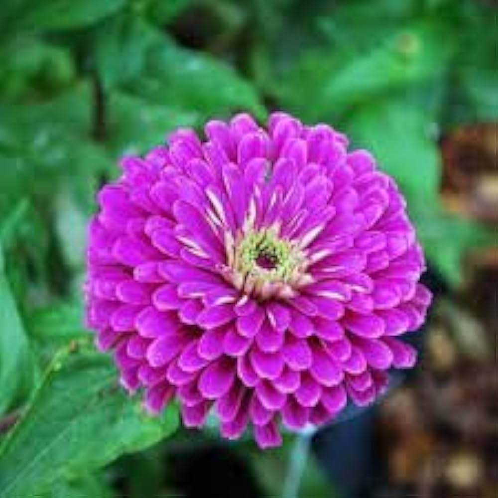 Purple Zinnia Seeds 