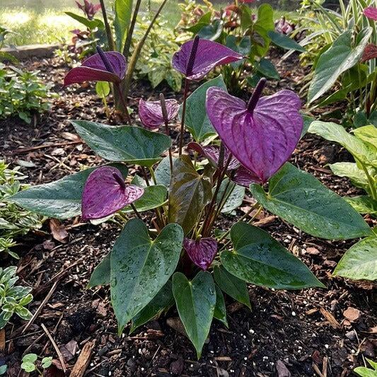Purple anthurium andraeanum Seeds