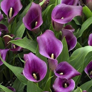 Purple calla lily seeds
