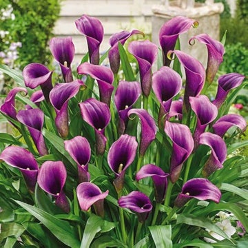Purple calla lily seeds