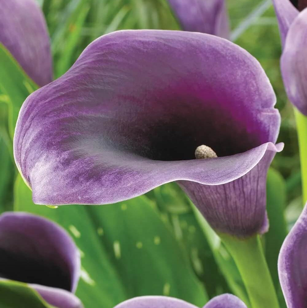 Purple calla lily seeds