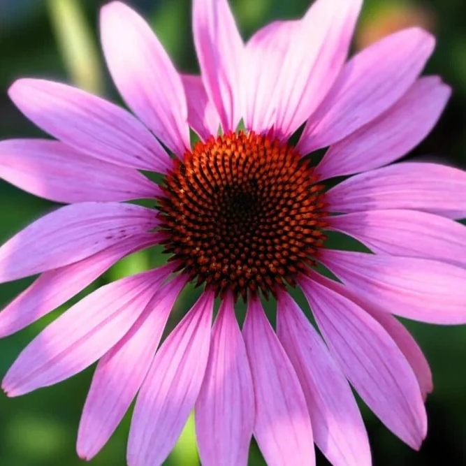 Purpure Echinacea Seeds 