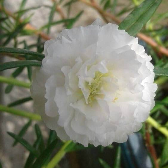 Purslane Flower Seeds - Flower Plant