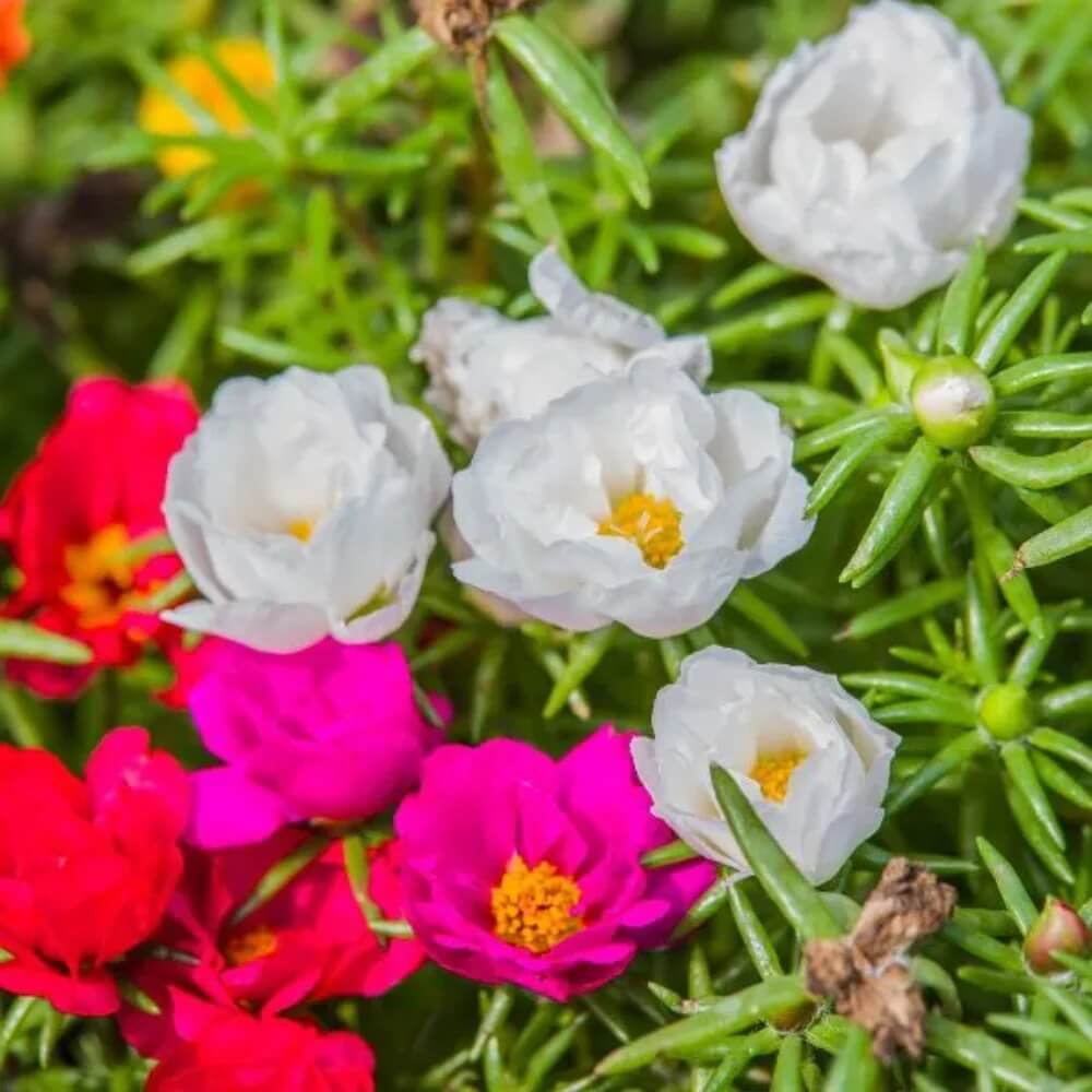 Purslane Flower Seeds - Flower Plant