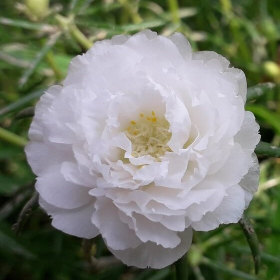 Purslane Flower Seeds - Flower Plant