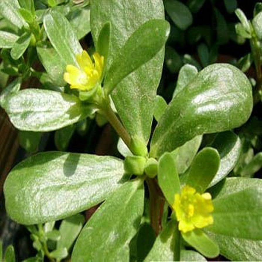 Purslane Seeds 