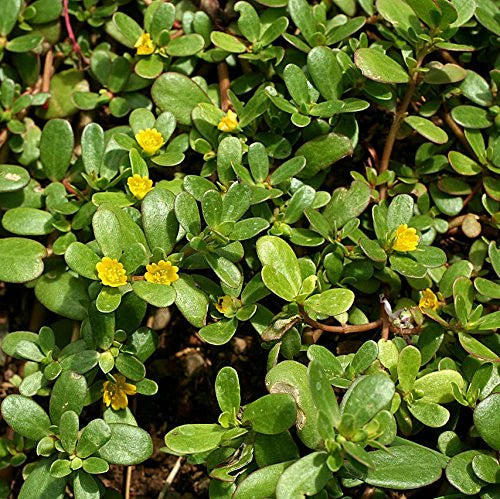 Purslane Seeds 