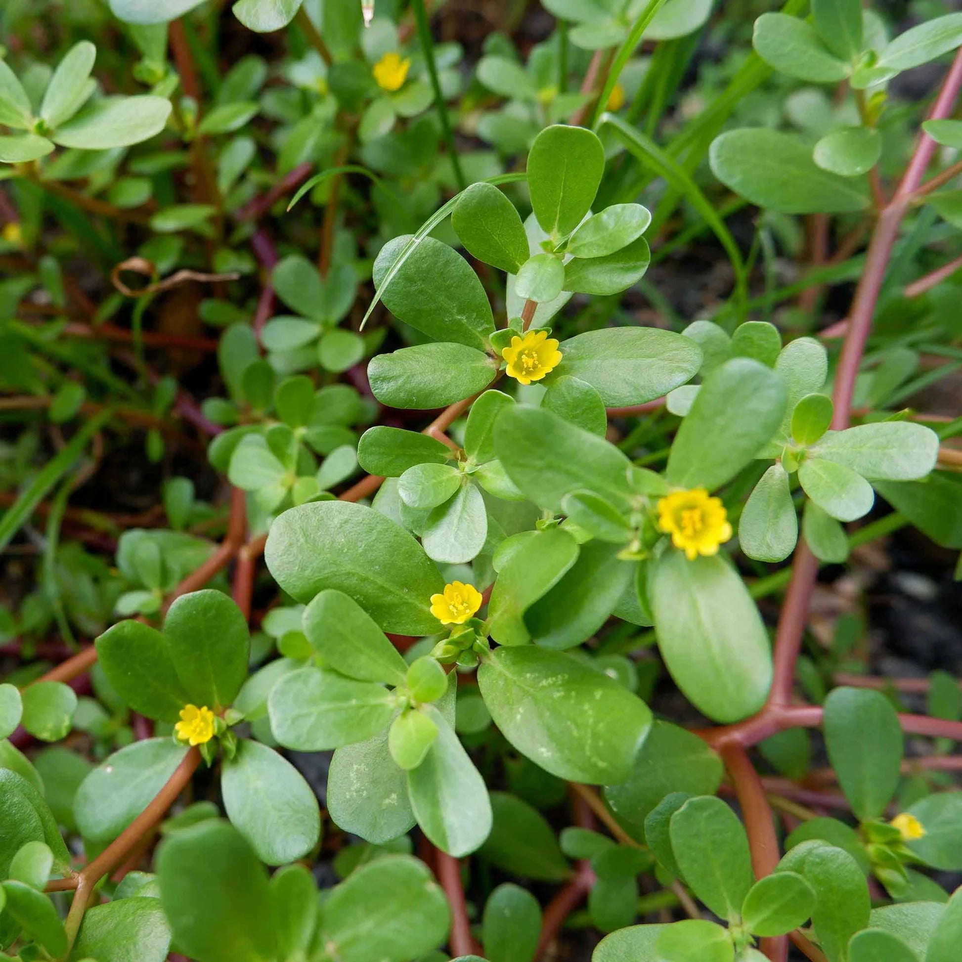 Purslane Seeds 