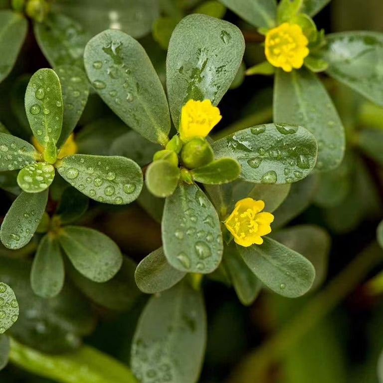 Purslane Seeds 
