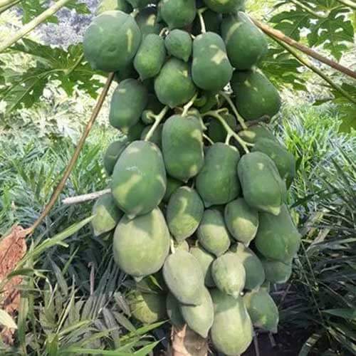 Pusa Nanha Dwarf Papaya Seeds 